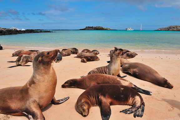 Galapagos Islands Private Expedition with Art In Voyage