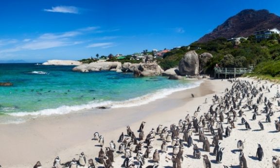 Coastal Adventure & Penguins