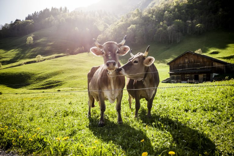 Cows on alp, Switzerland, by Art In Voyage