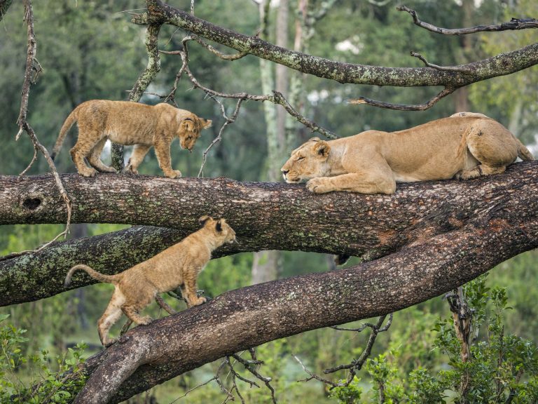 Lions-in-tree-Lake-Manyara-National-Park-by-Art-in-Voyage