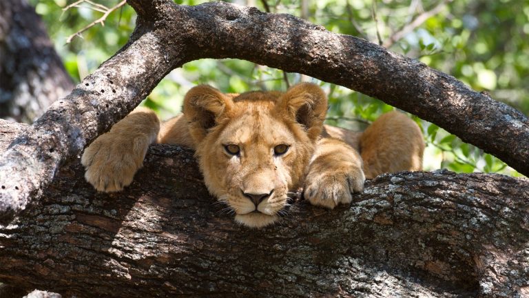 Lions-in-tree-Lake-Manyara-National-Park-by-Art-in-Voyage