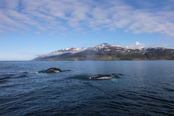 Whale Watching & Scenic Flight