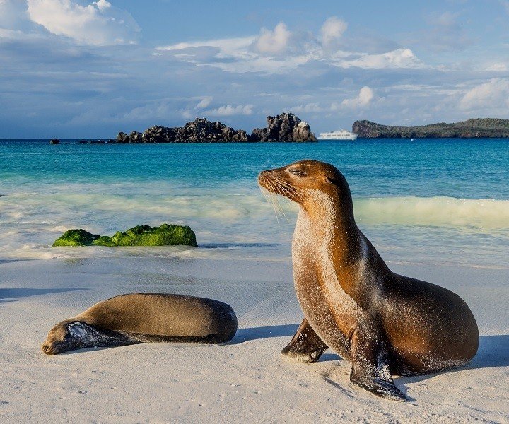 Private Expedition to the Galapagos, by Art In Voyage