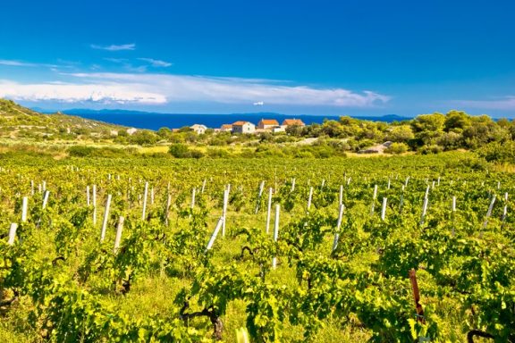 Island of Vis vineyards