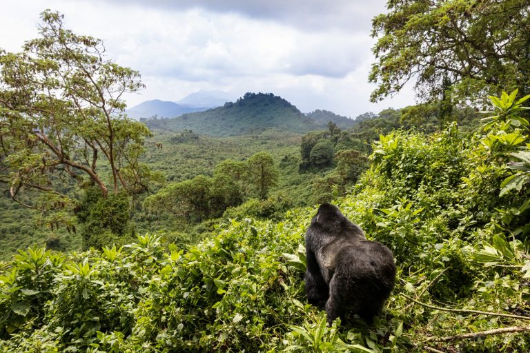 Rwanda Gorillas By Art In Voyage