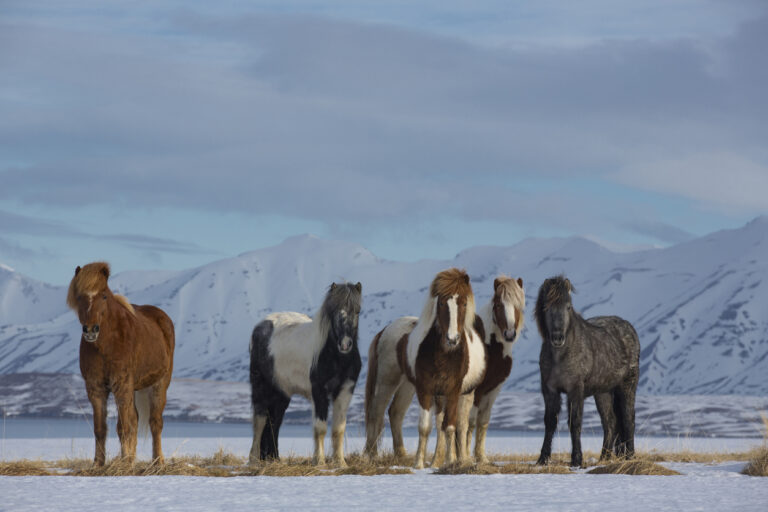 Iceland By Art In Voyage