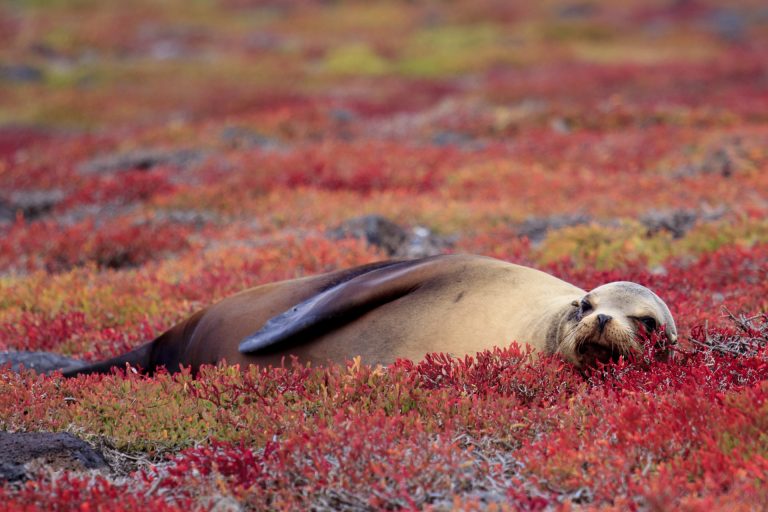 2022 travel plans | seal lounging in field