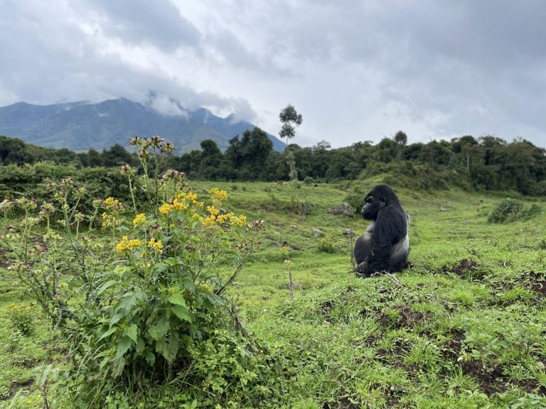 Rwanda Gorillas By Art In Voyage