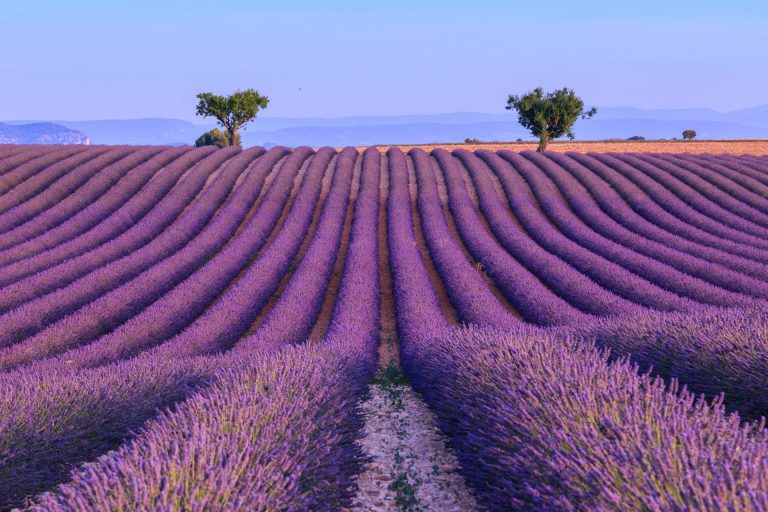 Provence By Art In Voyage