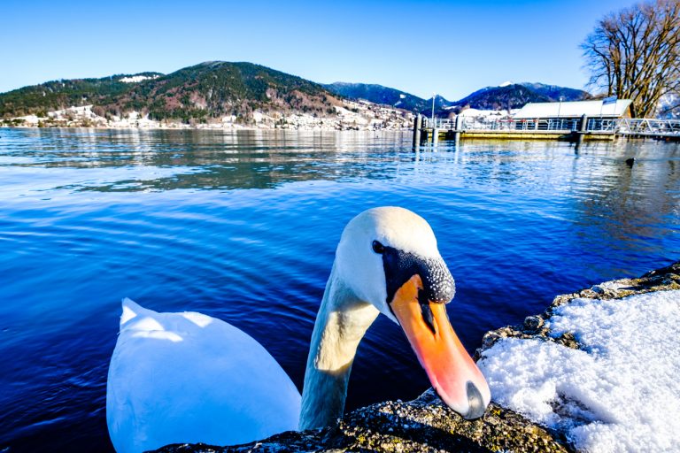 swan, winter town, Germany, by Art In Voyage